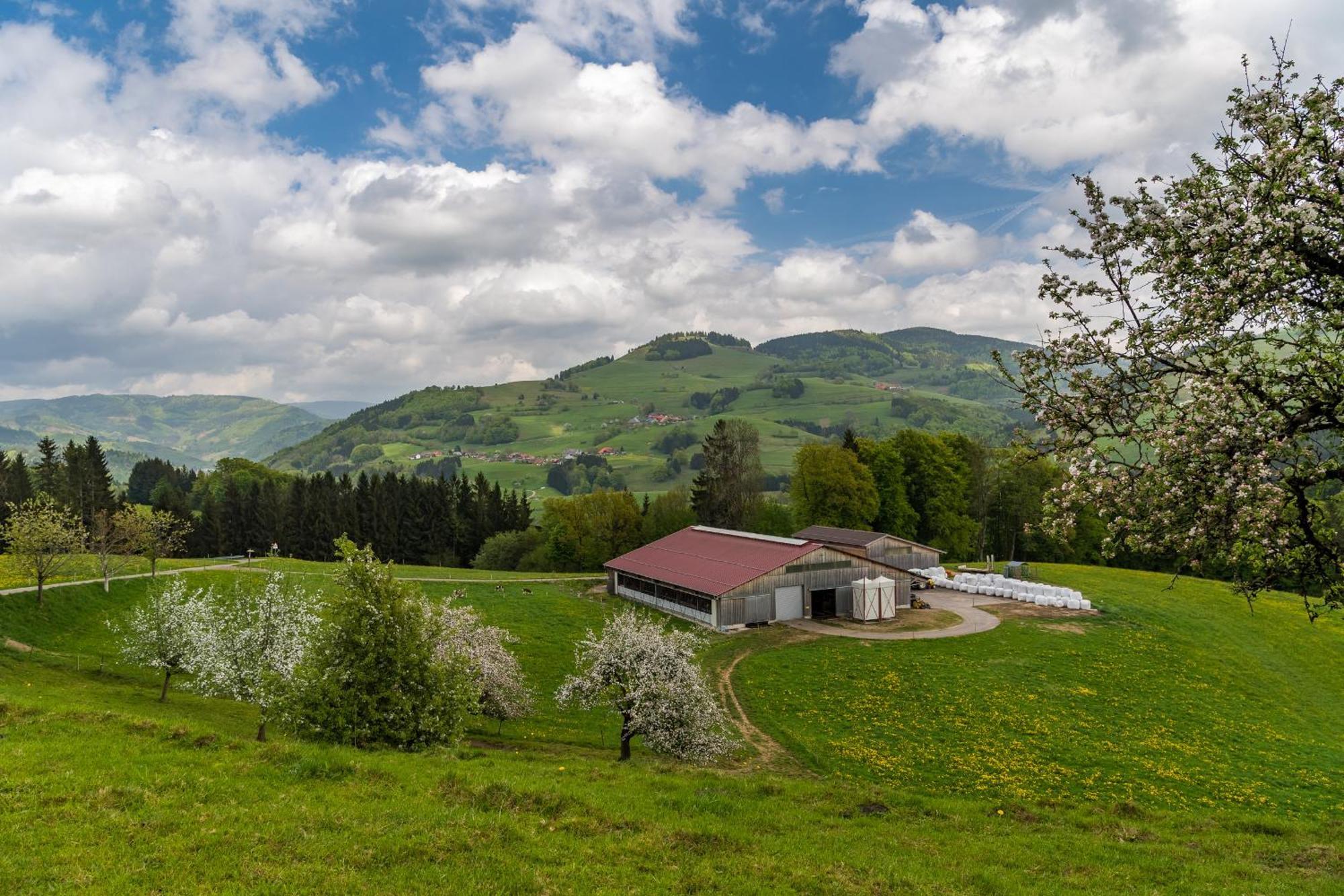 Schwarzwaldliebe Apartman Frohnd Kültér fotó